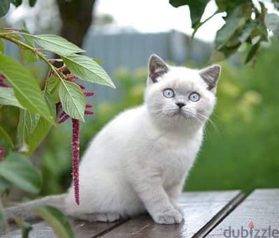 British short hair cat kitten Bluepoint