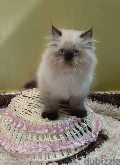 Himalayan Sweet Kitten - قطط cats