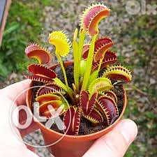 Venus carnivorous plant - نبات آكلة الحشرات 0