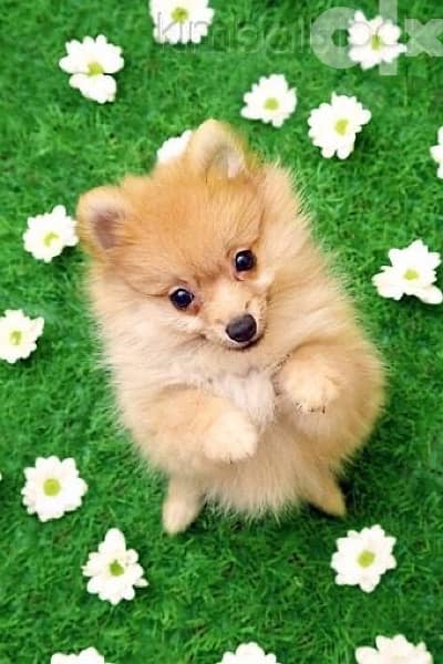 Spitz puppy delivery too