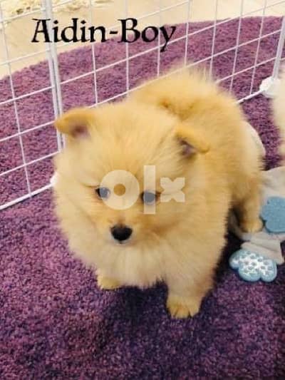 spitz loulou cream gold