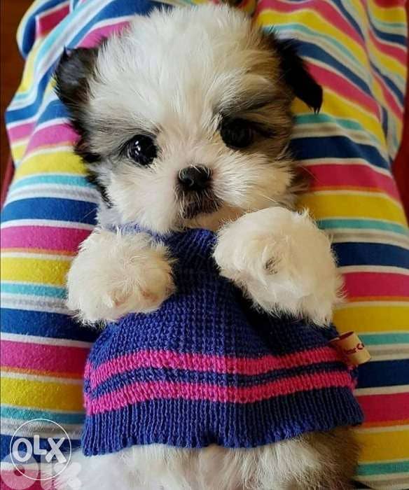 Baby Shih Tzu puppy / dog كلاب 0