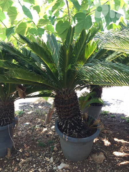 cycas plants شتلة نخيل سيكا 0