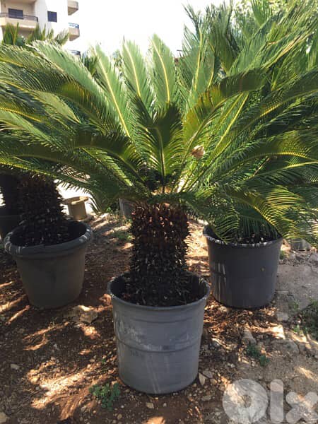 cycas plants شتلة نخيل سيكا 1