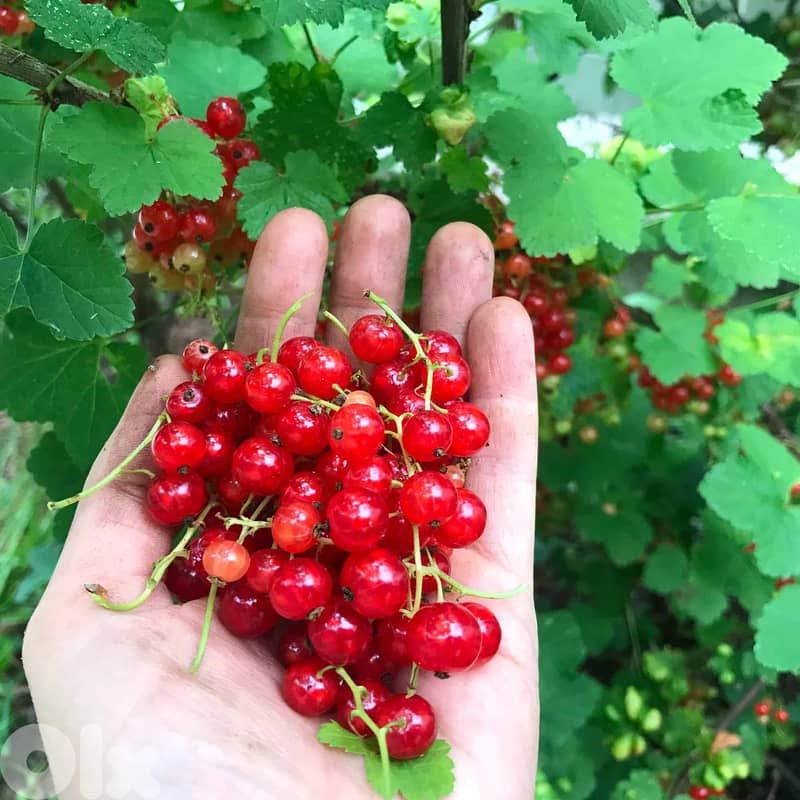 Big Italian Red currant berry/ red ribes 0