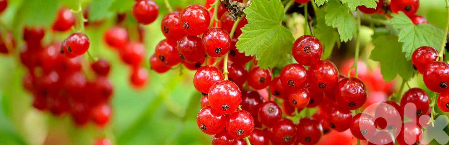 Big Italian Red currant berry/ red ribes 1