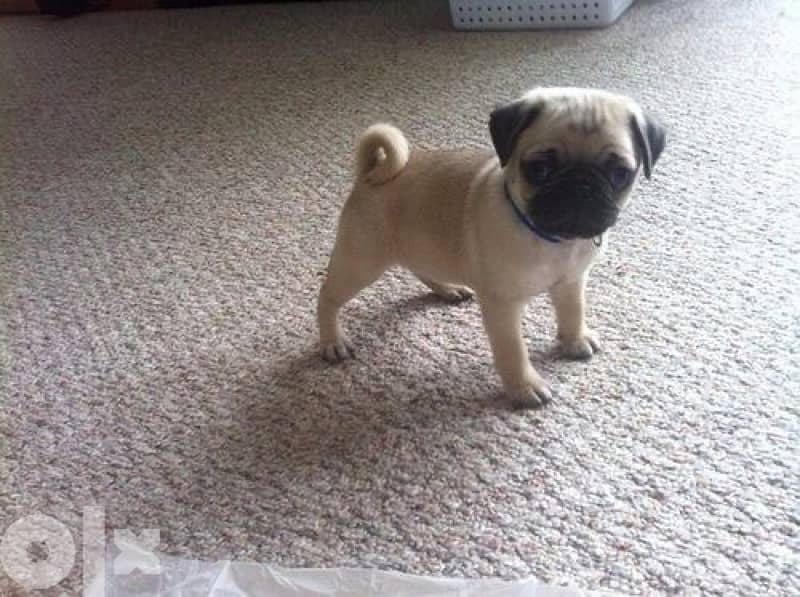 imported pug puppy dog 0