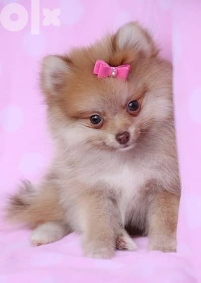 Small Spitz creamy delivery available