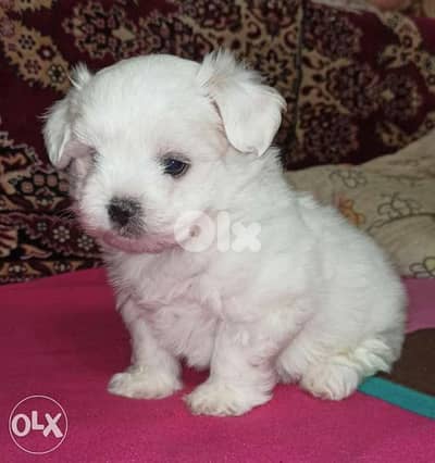 Maltese
