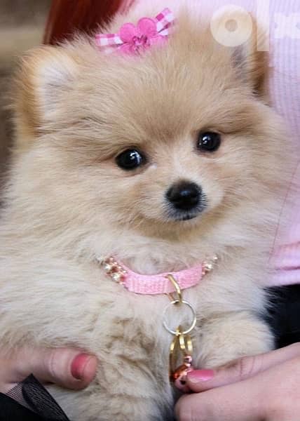 Pomeranian Spitz  Creamy Delivery SMALL 0