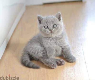 Lilac British Shorthair Kitten قط بريتيش