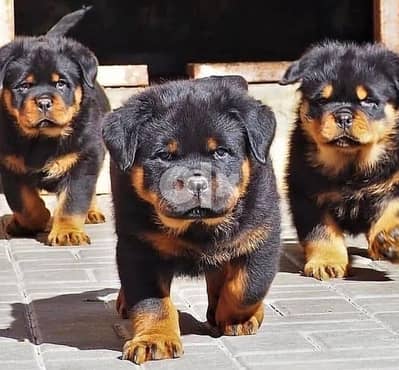 Imported Rottweiler KingSize Dog Puppy كلاب