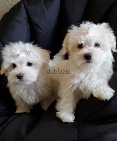 Maltese Bichon  Puppy Dog