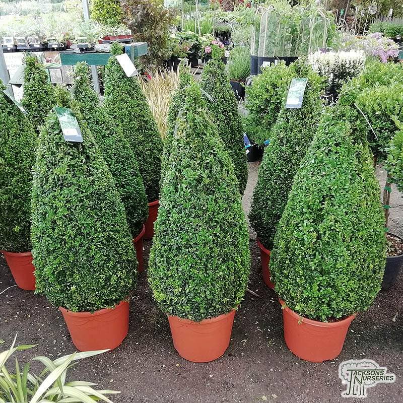 Italian Big Buxus pyramid 1