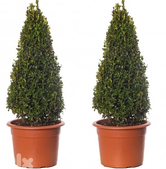 Italian Big Buxus pyramid 2