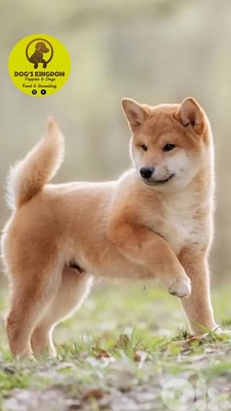 shiba inu 0