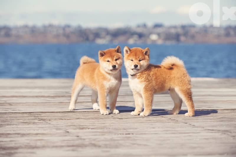 shiba inu (red) 0