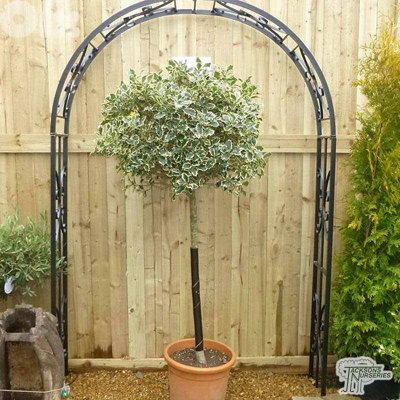 Italian variegated English Holly ilex 0