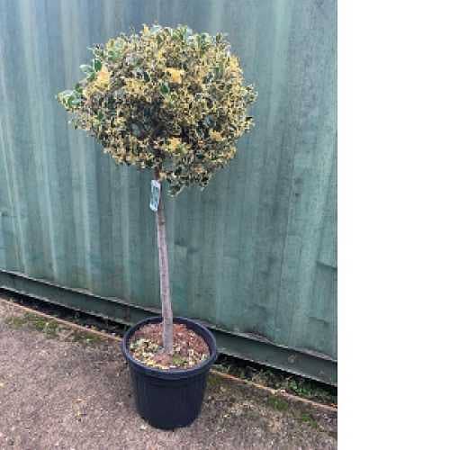 Italian variegated English Holly ilex 2