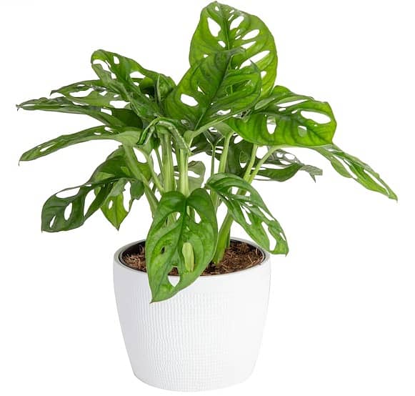 Swiss cheese monstera 0