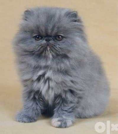 Persian Peke Faced Kitten Cat قطط