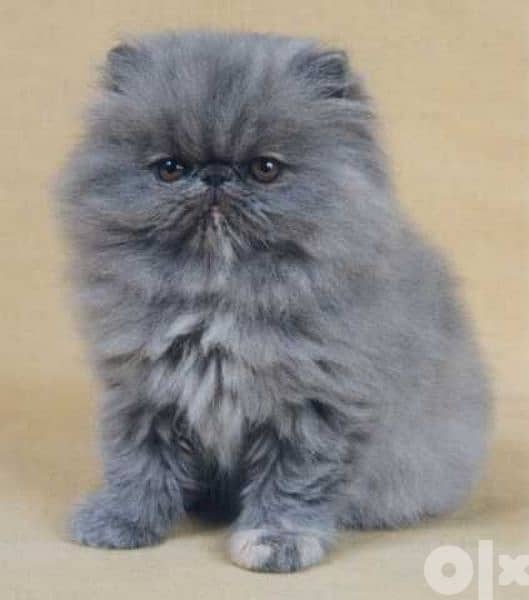 Persian Peke Faced Kitten Cat قطط 0
