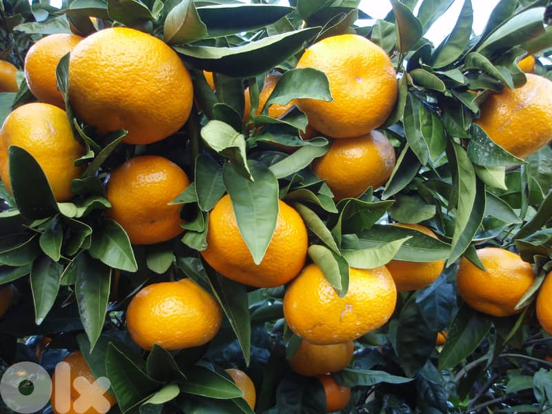 Italian clementine trees 0