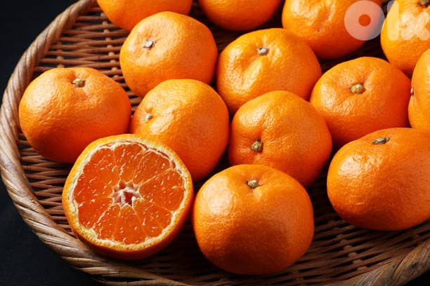 Italian clementine trees 1