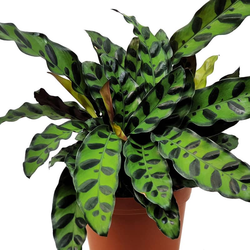 Calathea lancifolia 0