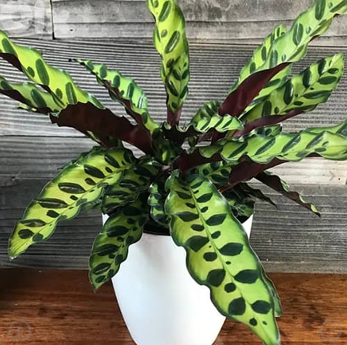 Calathea lancifolia 1