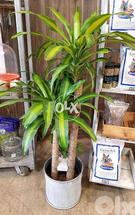 Dracena special leaves indoor plant 1