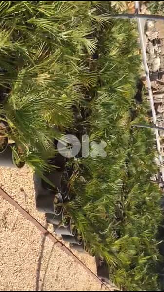 chamaerops humilis كاميروبس 0