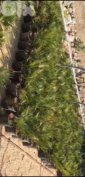 chamaerops humilis كاميروبس 1