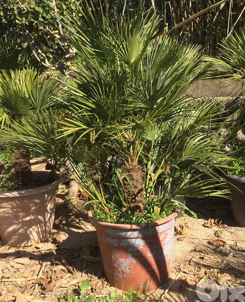 chamaerops humilis كاميروبس 2