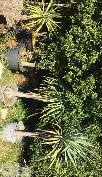 dracena draco plant دراسينا دراغو 0