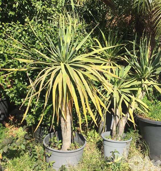 dracena draco plant دراسينا دراغو 1