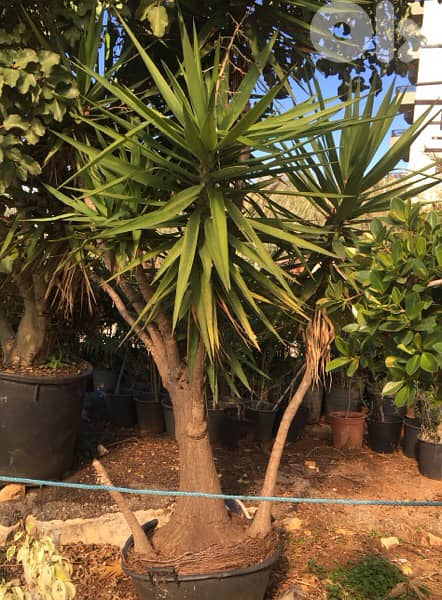 yucca plant يوكا 0