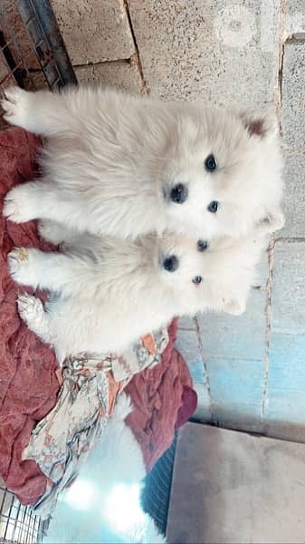 45 days old pure samoyed puppies for reservation 1