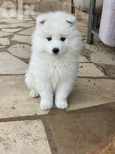 45 days old pure samoyed puppies for reservation 2