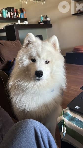 45 days old pure samoyed puppies for reservation 3