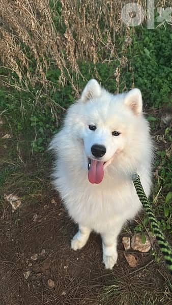 45 days old pure samoyed puppies for reservation 4