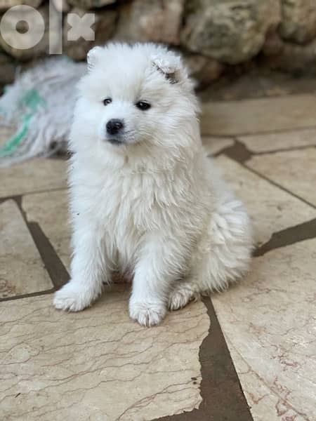 45 days old pure samoyed puppies for reservation 5