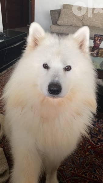 45 days old pure samoyed puppies for reservation 6