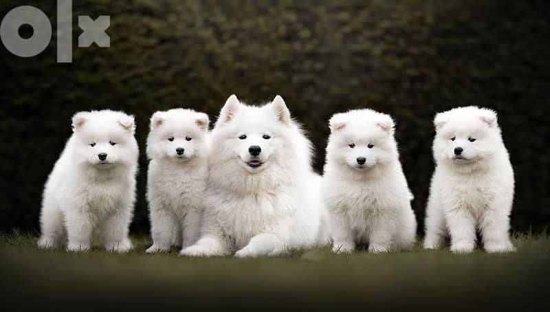 45 days old pure samoyed puppies for reservation 7