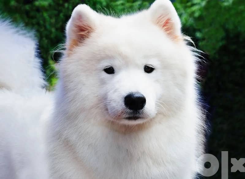 45 days old pure samoyed puppies for reservation 8