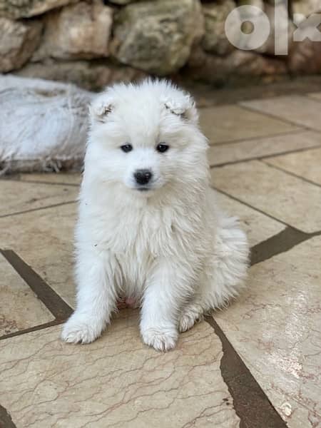 45 days old pure samoyed puppies for reservation 9