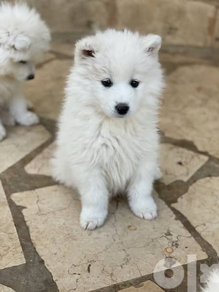 45 days old pure samoyed puppies for reservation 10