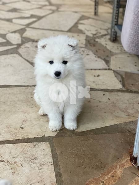 45 days old pure samoyed puppies for reservation 11