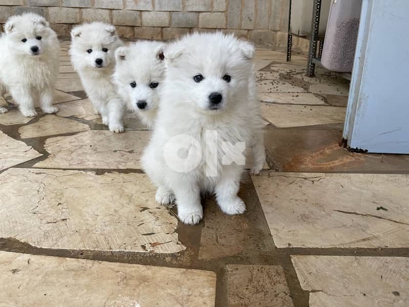 45 days old pure samoyed puppies for reservation 12
