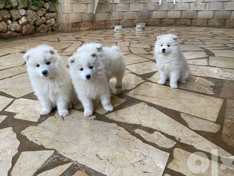 45 days old pure samoyed puppies for reservation 13